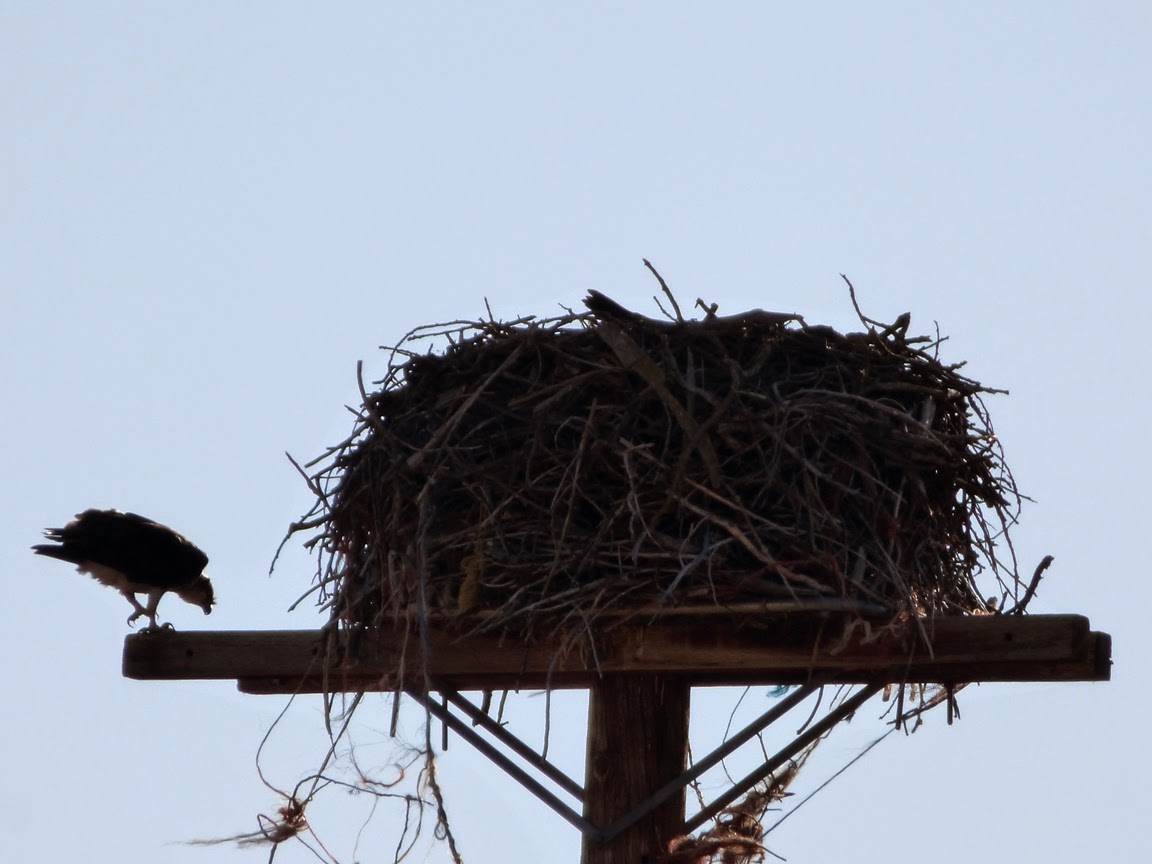 osprey next at the top of a cedar pole